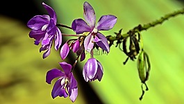 花,紫色,開(kāi)花