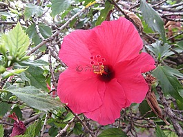 花卉,粉色,性質(zhì)