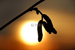 太陽,分支,花卉