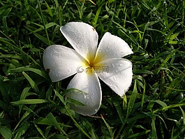 花,雨后,雨