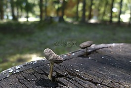 蘑菇,樹,樹墩