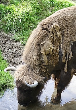 野牛,wisent,野生