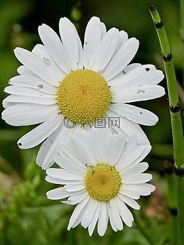 雛菊,野生花卉,夏季植物