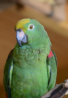 鸚鵡,鳥,動(dòng)物