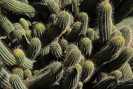 仙人掌,植物學(xué),刺