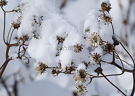 雪覆蓋,野生植物,枯萎