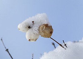 雪覆蓋,枯萎,冬天