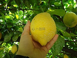 檸檬,水果,黃色