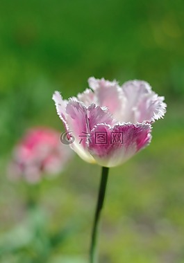 郁金香,花卉,鮮花