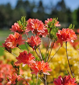花卉,性質(zhì),美麗的花