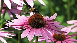 蜜蜂,花,松果菊