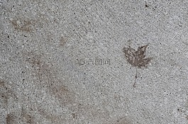 水泥,葉,自然