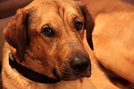 獵犬,狗,甜
