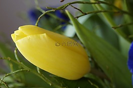 花束,郁金香,春天