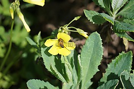 蜜蜂,蜂蜜,soursob