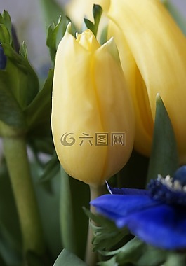 花束,郁金香,春天