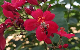 蜘蛛,蜜蜂,斗爭