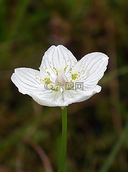 花,野花,草的詩壇