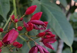 蜘蛛,白蜘蛛,昆蟲