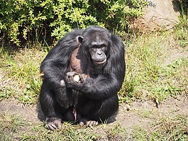 猴子,吃,動物園