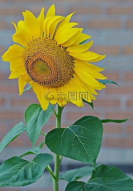 向日葵,夏天,黃色