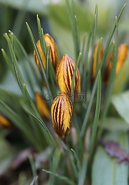 藏紅花,花園,冬季結束