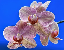 花,熱帶,異國(guó)情調(diào)