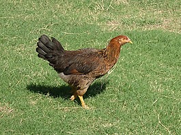 雞,母雞,鳥(niǎo)