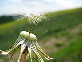 蒲公英,夏季,飛行的水果