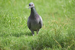 鸽子,鸟,columbidae