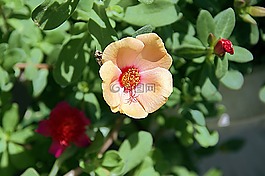 花,宏,花園