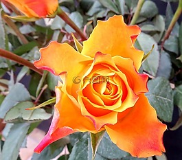 玫瑰,黃色,花