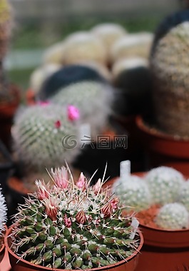 仙人掌,刺,花卉