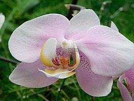 蘭花,花,植物區(qū)系