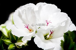 开花,edelgeranie,天竺葵