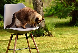 英国短毛猫,猫,国内的猫