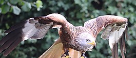 野生鳥類,自然,野生動(dòng)物
