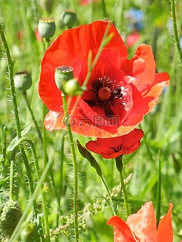 klatschmohn,罂粟,花