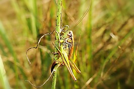 性質(zhì),葉,昆蟲
