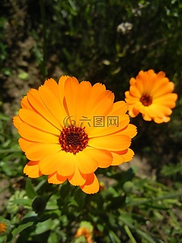 夏花,黃色,鮮花