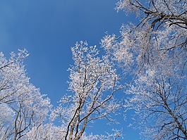 冬天,樹,森林