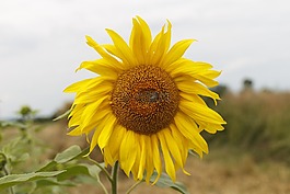 向日葵,花卉,黃色