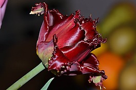 花,郁金香,紅色