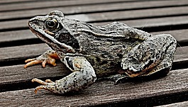 兩棲類動物bezogonowe,性質(zhì),動物