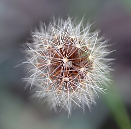 種子的頭,夏天,種子