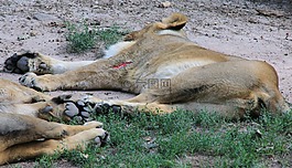 動物,獅子,捕食