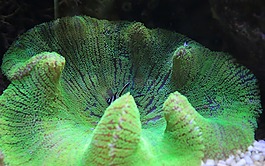 珊瑚,綠色,海洋