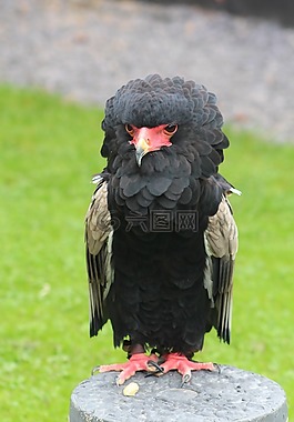 貓頭鷹,鳥,獵人