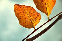 秋季,假期,黃色