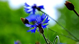 矢車菊,藍(lán)色,夏季植物